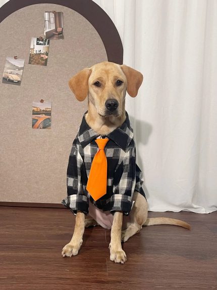 Black Plaid Dog Shirt Dog Clothes for Large Medium Dog