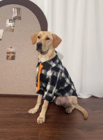 Black Plaid Dog Shirt Dog Clothes for Large Medium Dog - Image 3