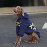 Blue Hoodie Sweater for Medium. Large Dogs - Image 2
