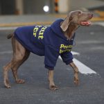 Blue Hoodie Sweater for Medium. Large Dogs - Image 3