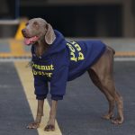 Blue Hoodie Sweater for Medium. Large Dogs - Image 4