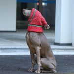 Christmas Hat Knitting Warm Ear Protection Dog Hat - Image 3