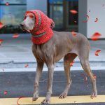 Christmas Hat Knitting Warm Ear Protection Dog Hat - Image 4