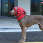 Christmas Hat Knitting Warm Ear Protection Dog Hat - Image 2