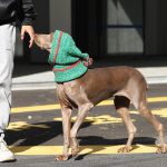 Christmas Hat Knitting Warm Ear Protection Dog Hat - Image 7