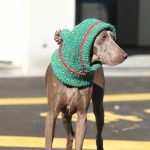 Christmas Hat Knitting Warm Ear Protection Dog Hat - Image 5