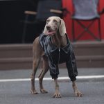 Dog Clothes PU Black Jacket Winter Zip Thick Windproof Coat