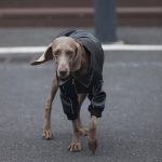 Dog Clothes PU Black Jacket Winter Zip Thick Windproof Coat - Image 2