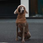 Knitting Warm Freeze-proofing Ear Protection Dog Hat - Image 3