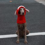 Knitting Warm Freeze-proofing Ear Protection Dog Hat - Image 4