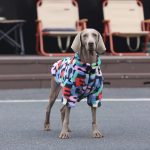 Medium Large Dog Jacket Zip Warm Faux Fur Coat Luxury Clothes Pattern Print Winter Dog Clothing - Image 2