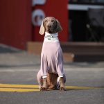 Soft Cotton Breathable Onesie Big Dog Clothes UPF50+ - Image 4