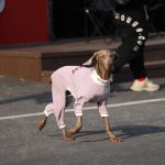 Soft Cotton Breathable Onesie Big Dog Clothes UPF50+ - Image 2
