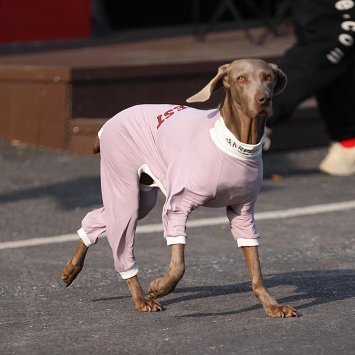 Soft Cotton Breathable Onesie Big Dog Clothes UPF50+ - 图片 3