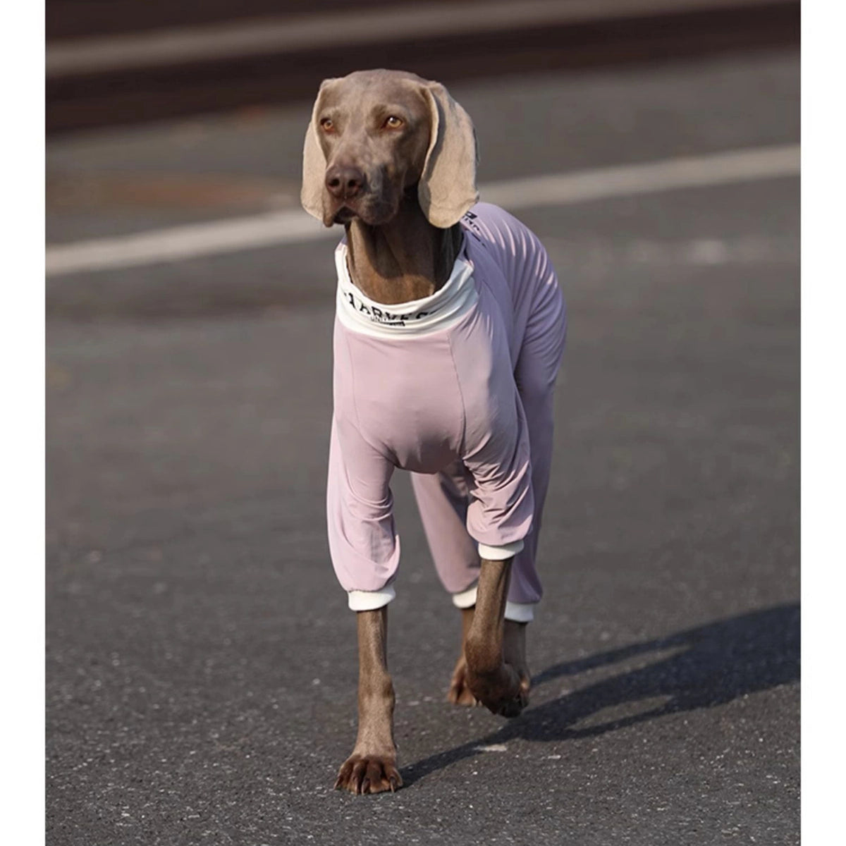 Soft Cotton Breathable Onesie Big Dog Clothes UPF50+ - 图片 5